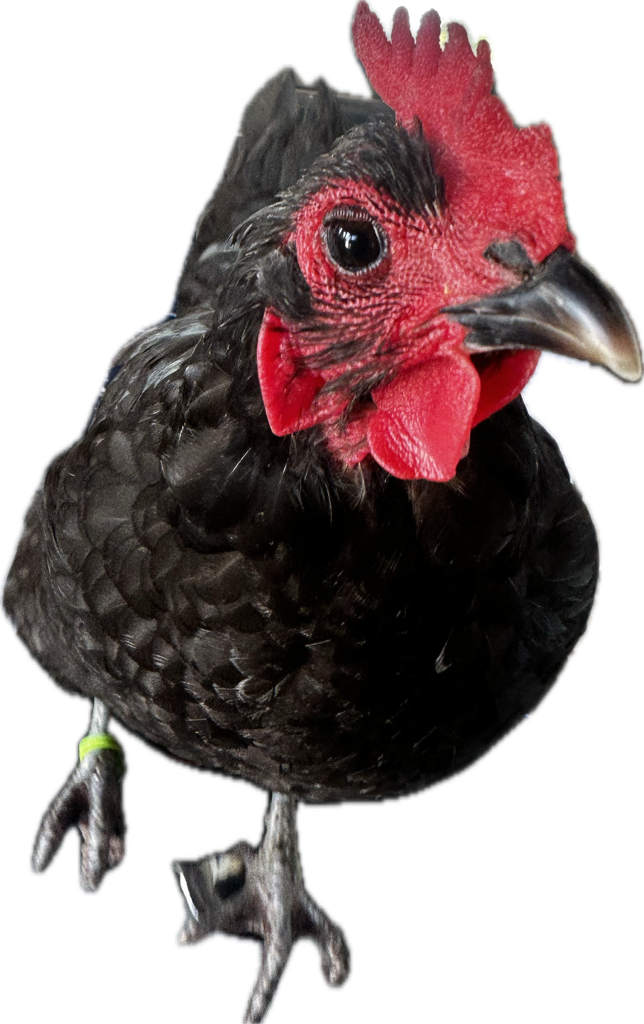 A sticker of a hen with a white die-cut edge
